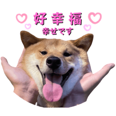 Shiba_Pidan daily stickers part2.