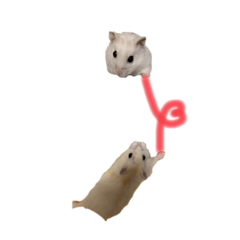 mashumaromugi
