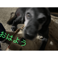 犬のラルフ君