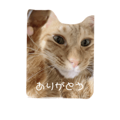 simba's diary