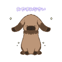 suzu_Holland Lop