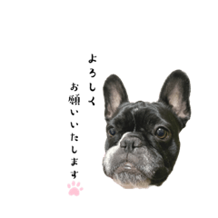 Frenchie FUCHAN_20230126150307