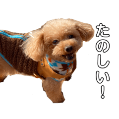 the life of a cute toy poodle