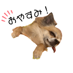 ChacochanSTAMPdayo