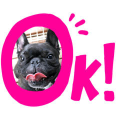 Lucy_french bulldog