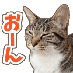 KOTEFUKU & COCOA 6 (CAT)