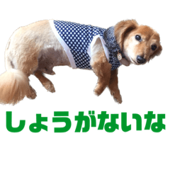 yuru_yuru_dog