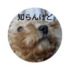 belldog2