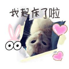 三坨小貓