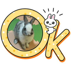 yokko_20230129094946