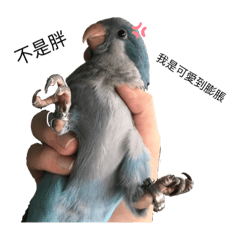 三隻綠豆與藍莓