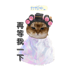 英國短毛貓咪咪的日常