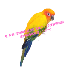 我是誰是鳥還是兔