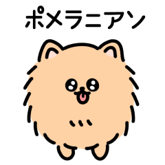 POMERANIAN ORANGE(animation)