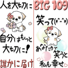 【Big】シーズー犬 109『誰かに届け』