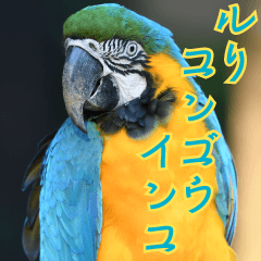 friends of the zoo_blue and yellow macaw