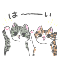 Taa and Mii Heartwarming Cats