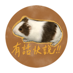 DoDo the Guinea pig - 1