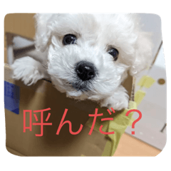Ruru_2023012914390