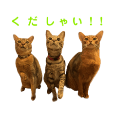 suzu_20230129165409