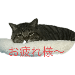 junko_20230129202856