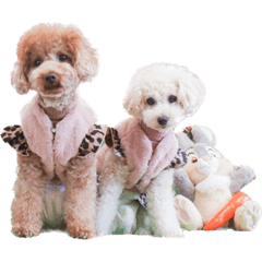 chiemii_20230130122948