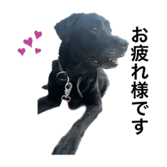 shiho_20230129191935