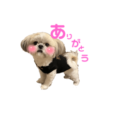 shiho_20230129232423