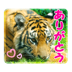 日常実写アニマル
