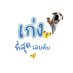 หมาจรคิมิโนโตะ