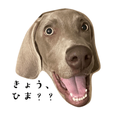 Weimaraner-dom -