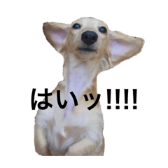 SAYURI_20230131040458