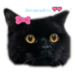 Arisa_20230130160917