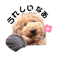 standard poodle stamp 'YAKO'