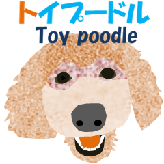 Toy poodle24