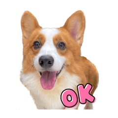 大摳呆日常用語