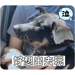 斯摳斯比and布丁