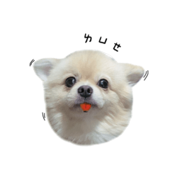 2023小肉球
