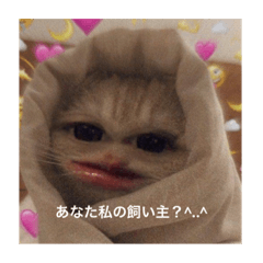 mwgmwgdttpgdw