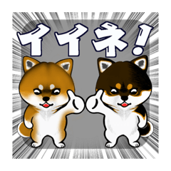 #SHIBA BROTHERS