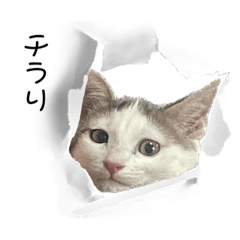 感情表現する猫の挨拶スタンプ【修正版】