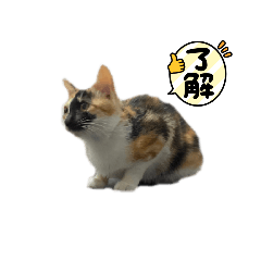 海苔肉鬆♡阿梅