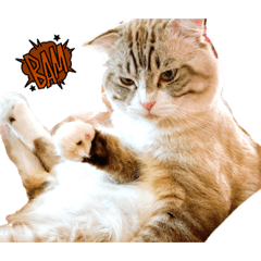 肉哥的日常生活。