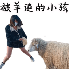 Kiki was chased by sheep x lemon