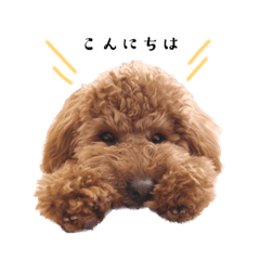 Toypoodle Tim