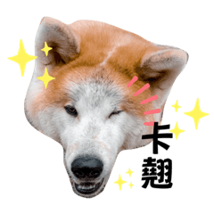 霸哥是秋田啦