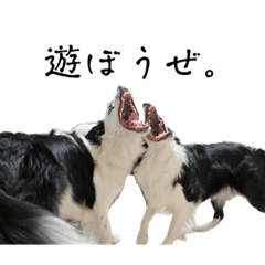 Border collie's MARO&YOMOGI