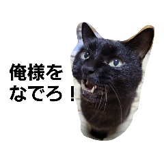 sayuri_20230202013059