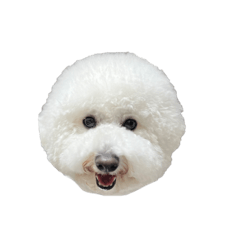 momoko_20230201225248