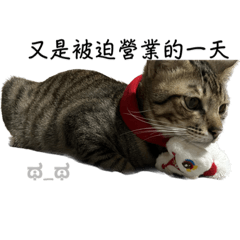 貓貓三元四喜2